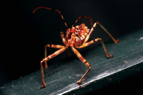 Assassin Bug! A Master of Disguise With Deadly Stealthy Prowess