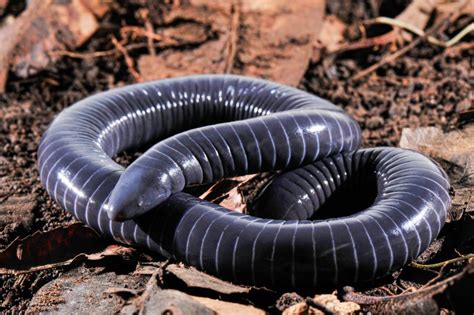  Caecilian! This Unique Amphibian With Ringed Bodies Resembles Snakes and Possesses Tentacle-Like Sensory Organs Around Their Mouths