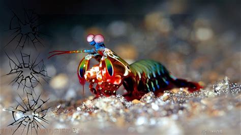  Mantis Shrimp:  Experience Astonishing Color Vision and Unrivaled Claw Power!