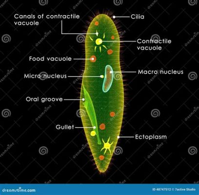 Paramecium! A Microscopically Small Predator Known for Its Speedy Swims and Voracious Appetite!