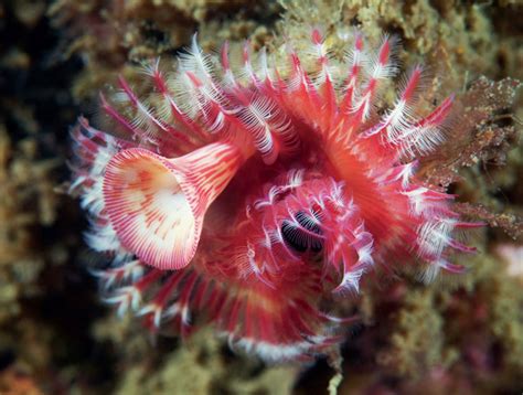  Terebellidae! Unveiling These Tube-Dwelling Polychaetes With Remarkable Feeding Adaptations