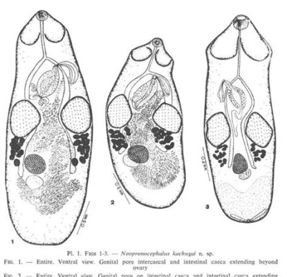  Trematode-Hunting Tiny Trematodes That Terrorize Troubled Turtles