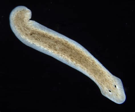 What Wonderful Wiggling Wonders are Wurtzi Planarians? They are fascinating microscopic marvels with an incredible ability to regenerate lost body parts!