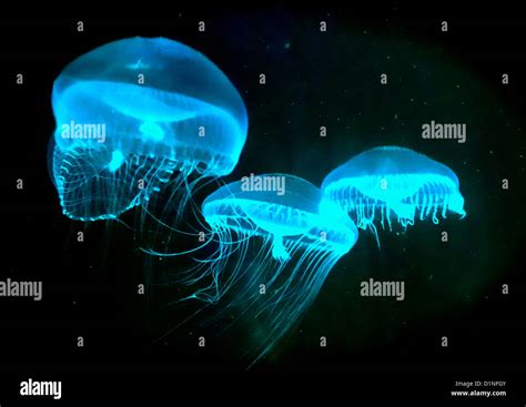  Aequorea Victoria: A Jellyfish That Glows In The Dark With Bioluminescent Wonders!