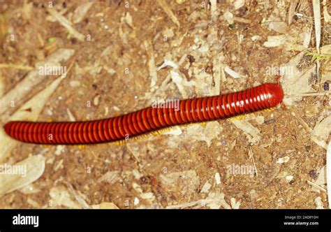 American Millipede: A Creature Crawling Underneath the Forest Floor While Sporting Numerous Segmented Legs!