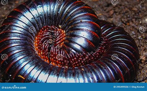 Archispirostreptus Gigas: Unearthing the Secrets of the World's Largest Millipede!