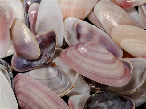  Donax, A Bivalve Master of Beach Burrowing!