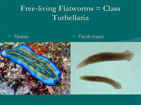 Free-Living Flatworm: A Microscopic Marvel Hiding in Plain Sight!