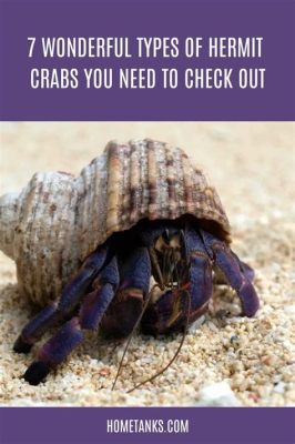  Heathen Hitchhiker: Discover the Fascinating World of the Hermit Crab!