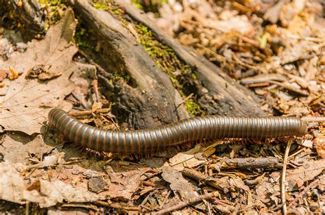  Hunting Millipedes: Discover This Unassuming Creepy Crawly with A Lot Going On Underneath