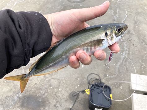 Jack Mackerel: A Speedy and Shimmering Silver Flash Found Near Shore Waters!