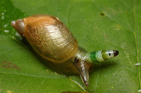  Leucochloridium! A Bizarre Parasite That Turns Snails Into Pulsating Beacons of Death