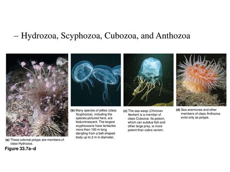  Millepora!  A Colonial Hydrozoan Combining Bioluminescence and Ruthless Predation 