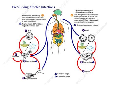  Naegleria: A Free-Living Amoeba With a Fascinatingly Complicated Lifecycle!