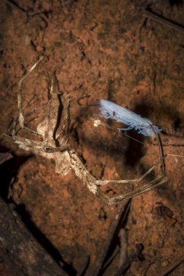  Net-Casting Spider: Learn About This Arachnid That Weaves Extraordinary Traps