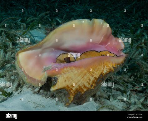  Queen Conch - A Gastropod that Thrives in Shallow Waters!