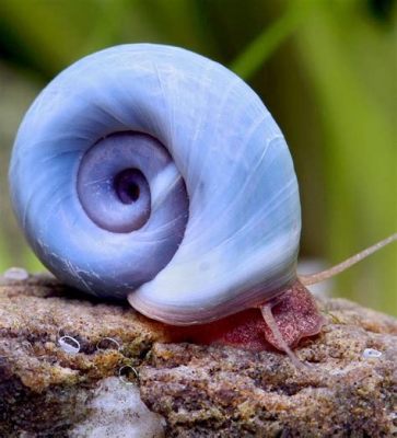  Ram's Horn Snail: A Shell-ebrity Hiding in Plain Sight with an Appetite for Algae!