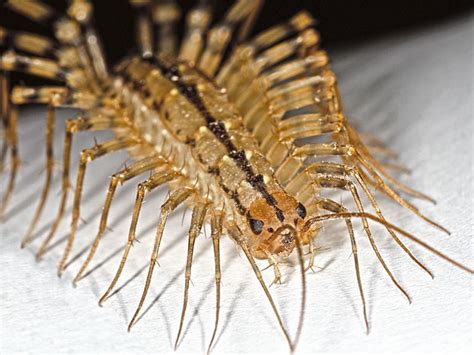  Scutigera! A Magnificent Centipede With More Legs Than You Can Count