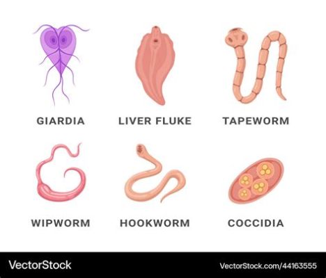 Umbrella-shaped Intestinal Worms: Parasites That Can Live Inside a Fish or Snail for Decades!