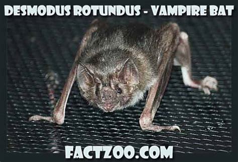  Vampire Bat! This Nocturnal Mammal Packs a Powerful Punch When It Comes to Blood Consumption