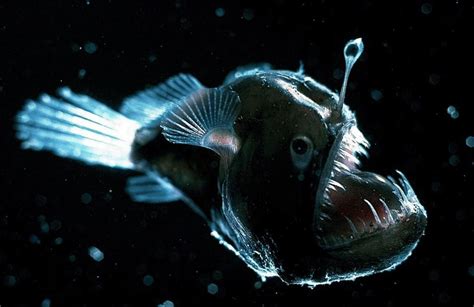 Vilefish! A Creature That Thrives in Deep Sea Depths Despite Its Ghastly Appearance