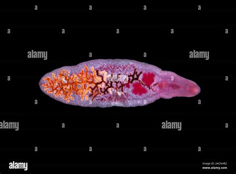  Viviparous Trematode! A Parasitic Flatworm That Embraces Live Birth and Hosts a Variety of Surprising Habitats