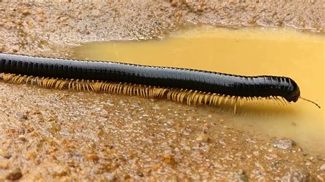  Woolly Millipede: A Slow-Moving Miniature Vacuum Cleaner That Thrives on Decay!