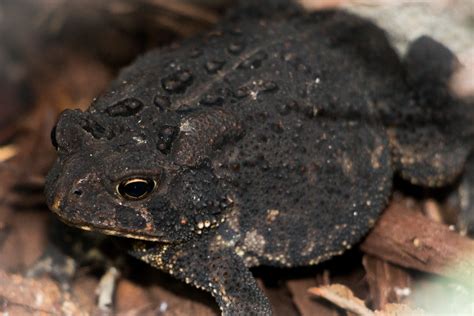 Zambezi Toad – Discovering Its Hidden Wonders Beneath a Layer of Warty Skin and Mud!